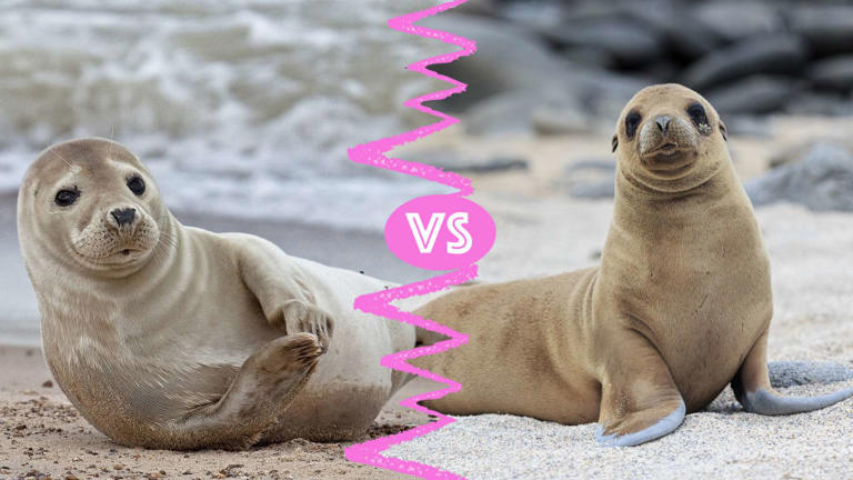 Whats The Difference Between Seals And Sea Lions