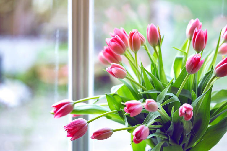 How to make your tulips last longer