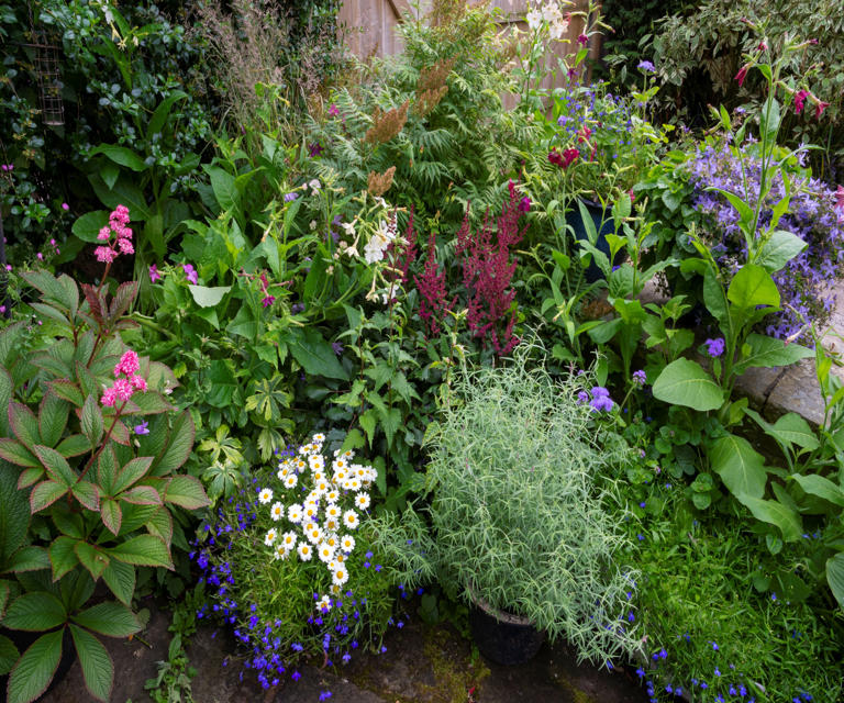 How to plant a scented border – for year-round perfume