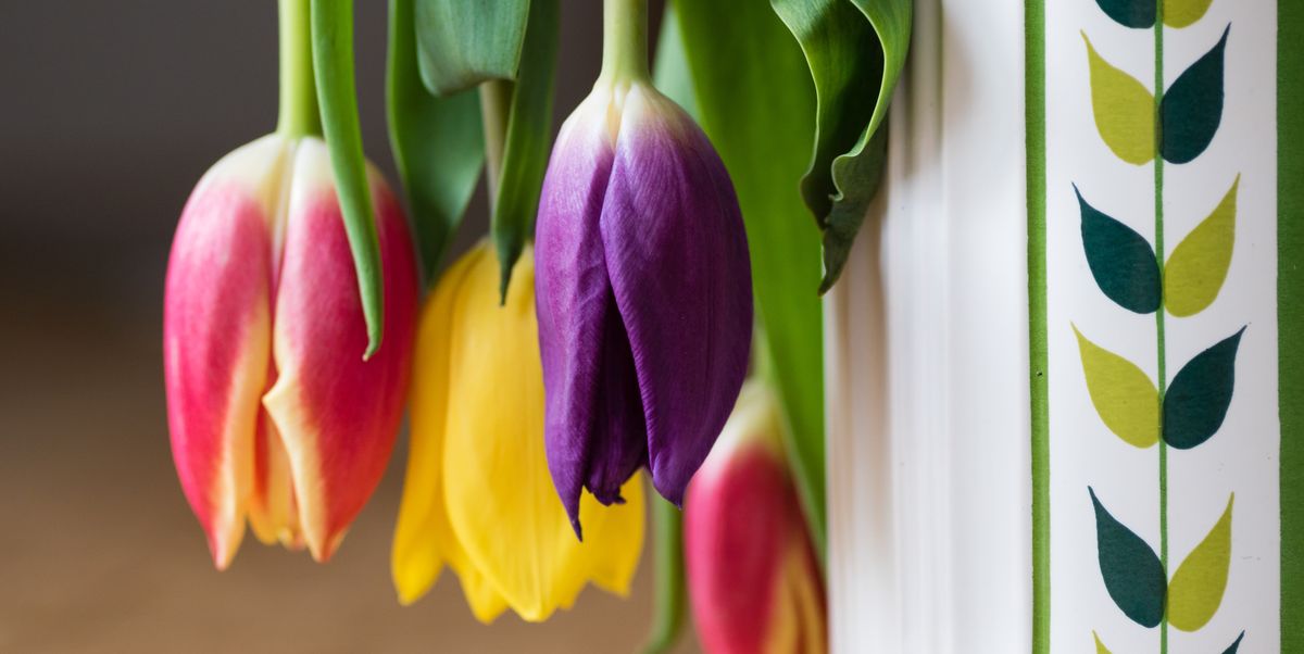 How to make your tulips last longer