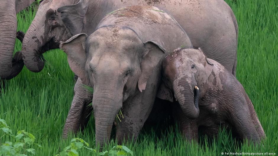 elefantes asiáticos lloran y entierran a sus crías muertas