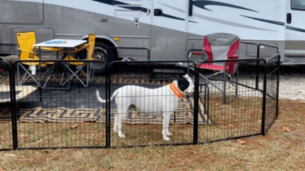 <p>An alternative to the dog run is to create your own fenced-in yard on your campsite to give your dog its own safe space and keep wild animals out – at least the small ones.</p><p>This tends to work better for a small dog, as most dog fences for RVs are relatively short and can be jumped or pushed over by a larger dog. </p><p>For small dogs, it allows you to open the door and let your dogs outside for a potty break, just like you would if you had a yard at home. It may also make your fellow campsite dwellers feel more comfortable to visually see your dog restrained if they’re not dog people…but that’s their loss!</p>