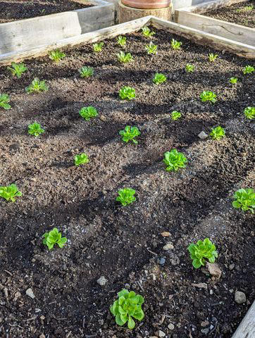 Everything is Growing Beautifully in My New Vegetable Garden - The Martha  Stewart Blog