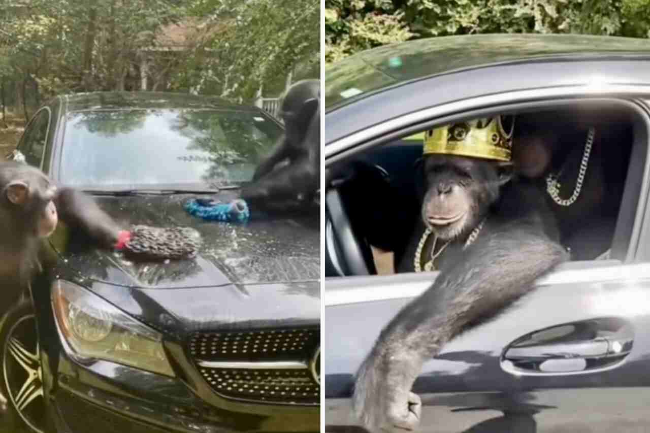 det roliga videoklippet: apor tvättar en mercedes-benz och kör iväg