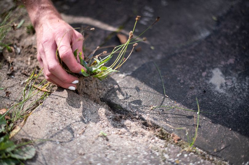 gardening expert's 3-ingredient solution kills patio weeds without harsh chemicals