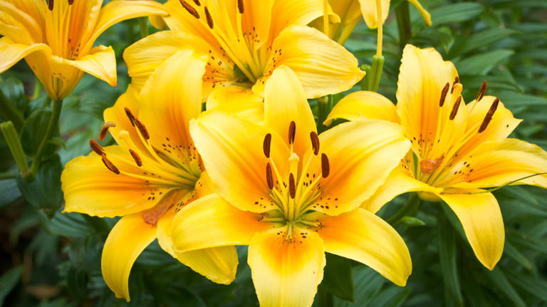 Why You'll Want To Plant Daylilies With Your Hostas In The Garden