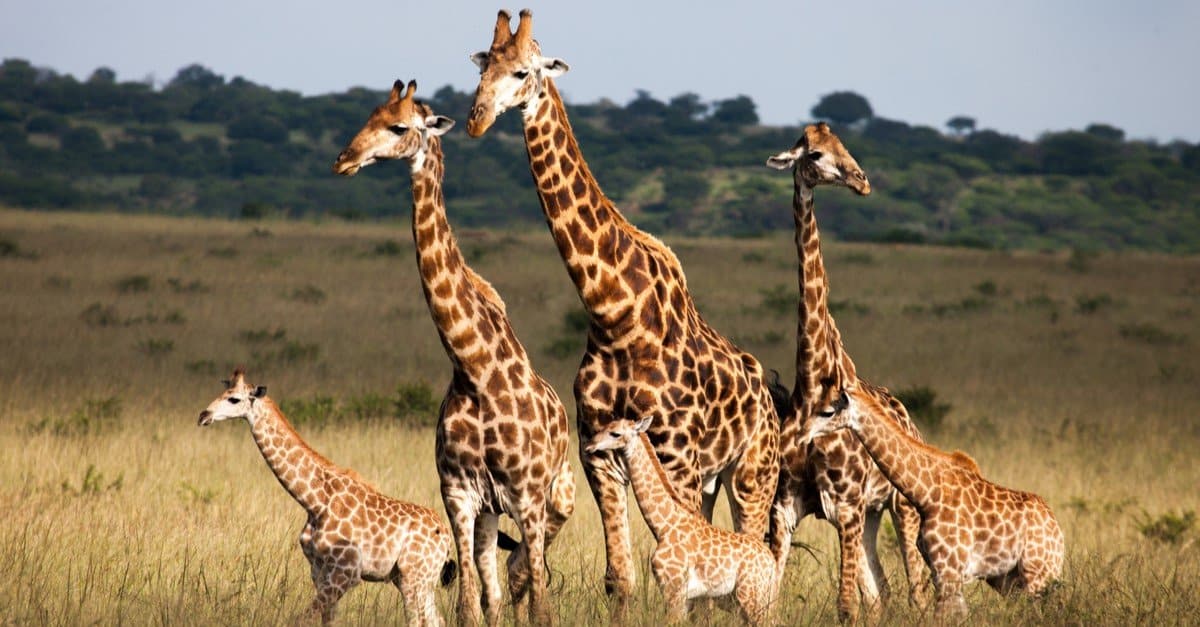 Giraffe Lifespan How Long Do Giraffes Live?