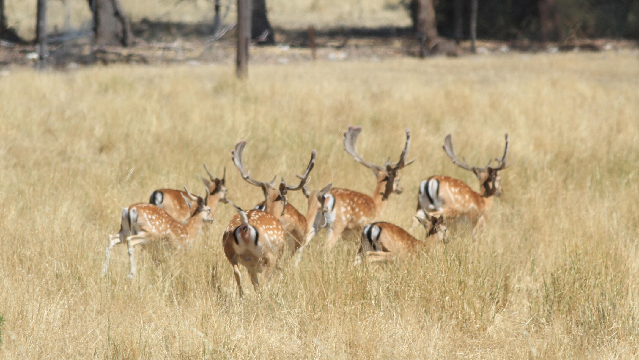 sa farmers meet primary industries minister to support aerial deer culling program
