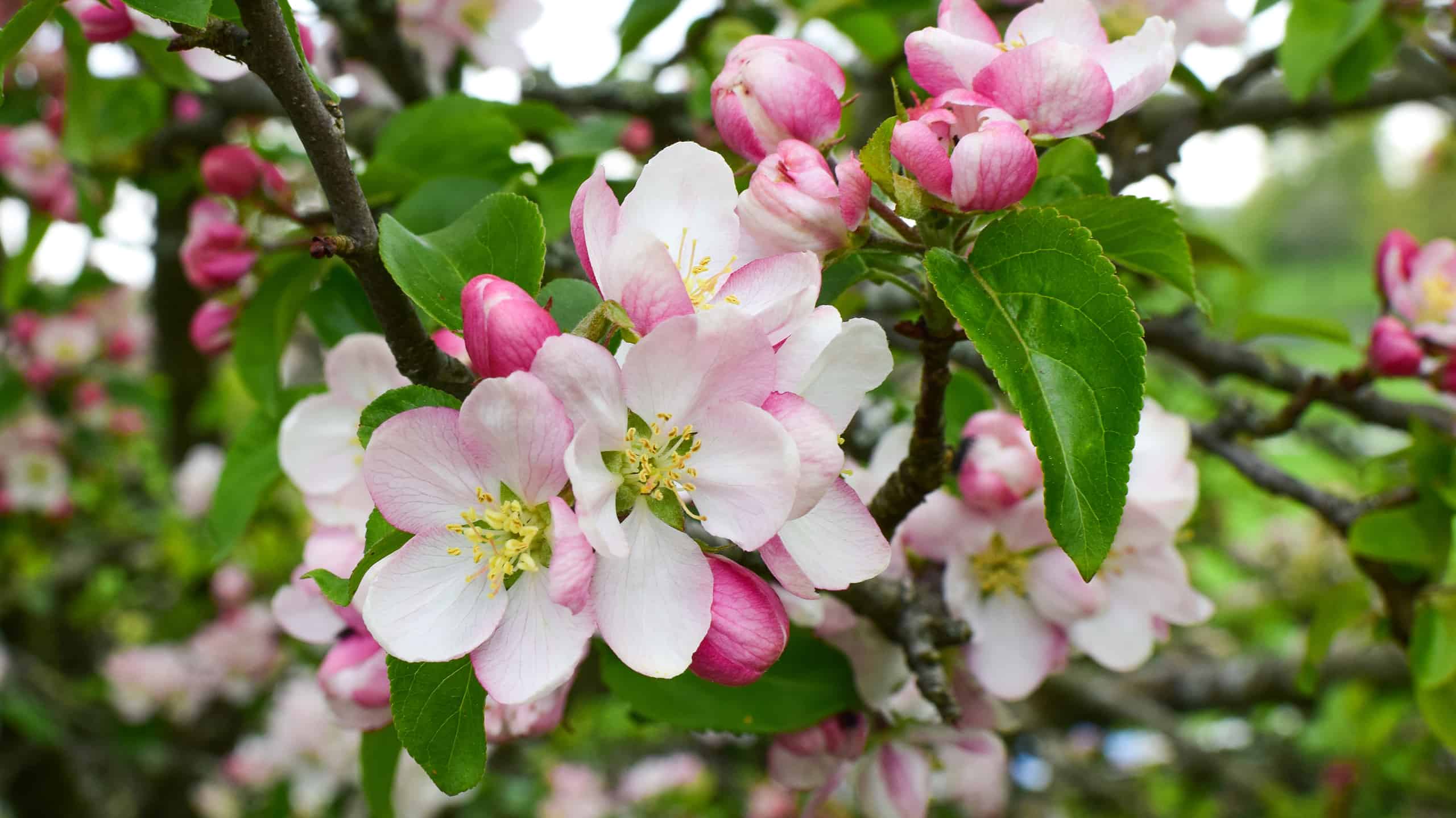 Flowering Crabapple. ul li strong Scientific Name:/strong em Malus/em spp./...