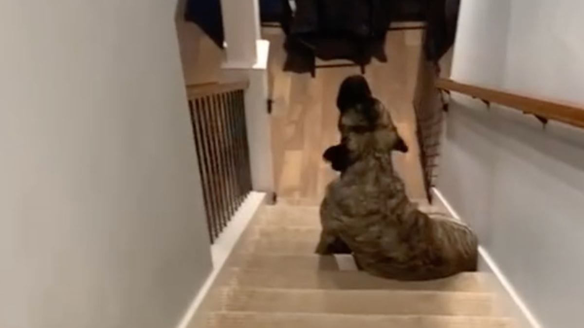ze ontdekt wat de hond doet als hij alleen is: de mastiff maakt 3 miljoen mensen aan het lachen (video)