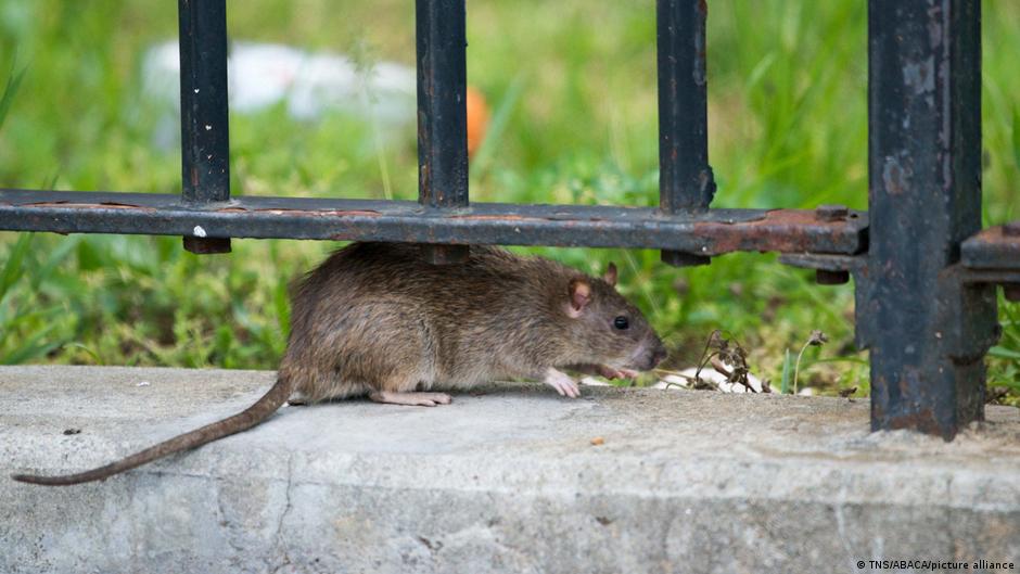 nueva york declara la guerra a la plaga de ratas en la ciudad