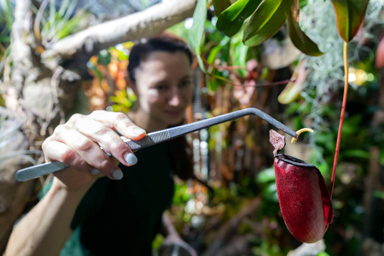 Katie Zimmerman, a senior biologist at The Green Planet, feeds a tropical pitcher plant. Chris Whiteoak / The National