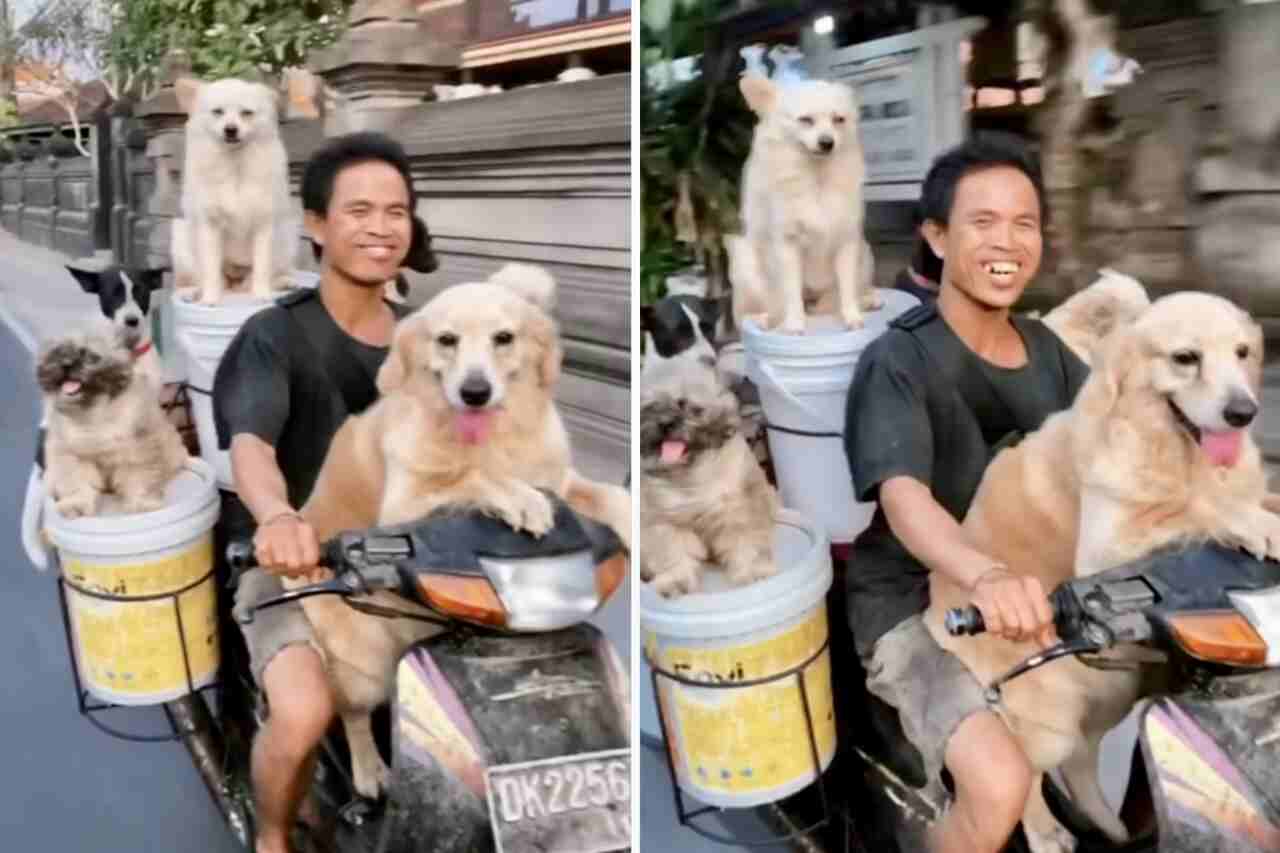 härlig och vågad video: man tar med sig sina 6 hundar på en motorcykeltur