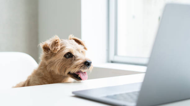The 4 Best Dog Breeds For People Who Work From Home
