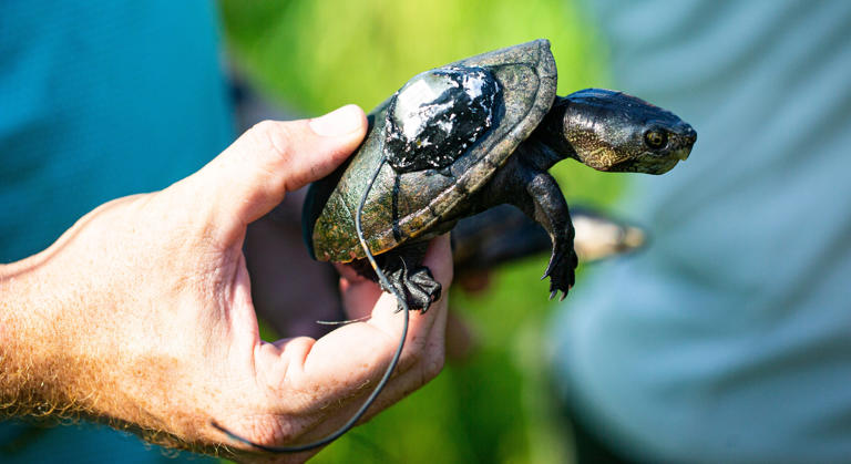 Florida man pleads guilty to trafficking thousands of turtles to Hong ...