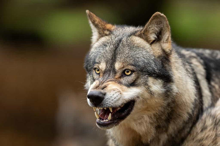 Male vs Female Wolves: 5 Key Differences