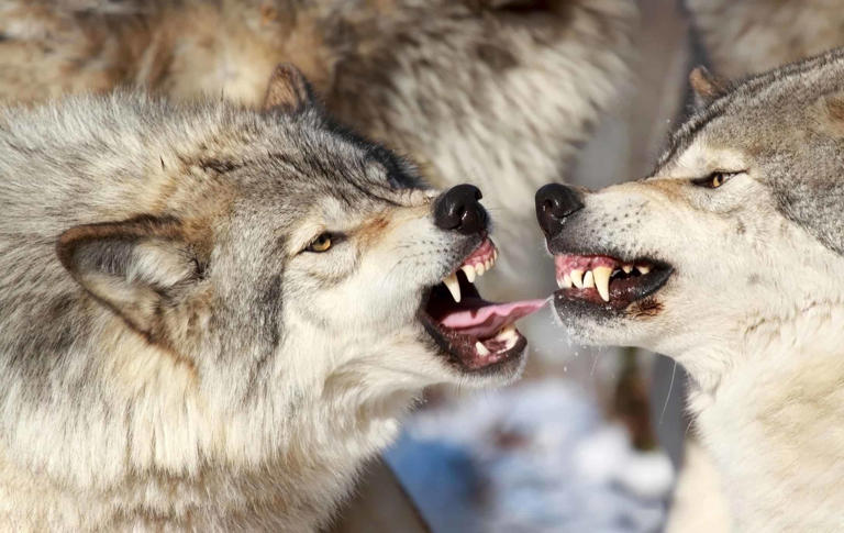 Male vs Female Wolves: 5 Key Differences