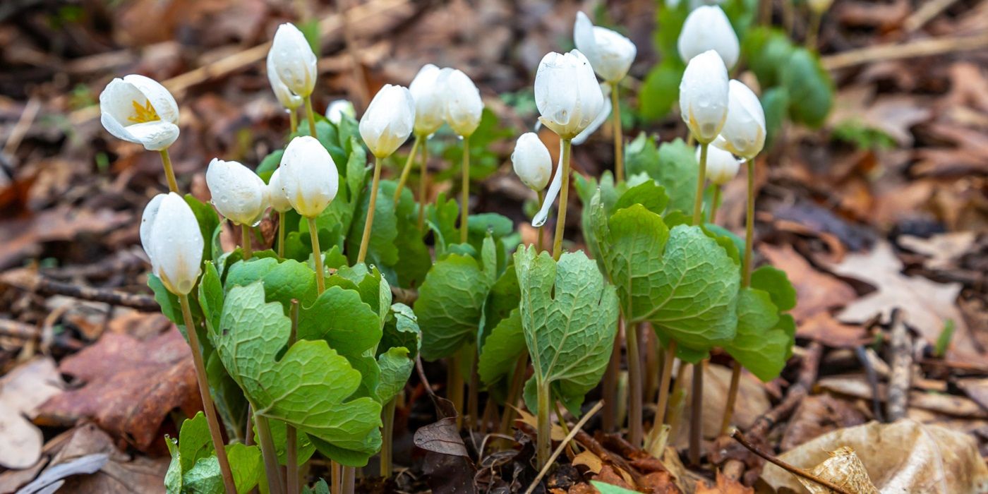 Plant These Early Blooming Spring Flowers Now