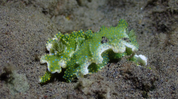 photos: these rare and fascinating sea slugs are found right here in the philippines