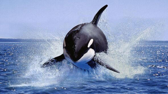 Shocking moment huge ferocious lone orca hunts down and eats great ...