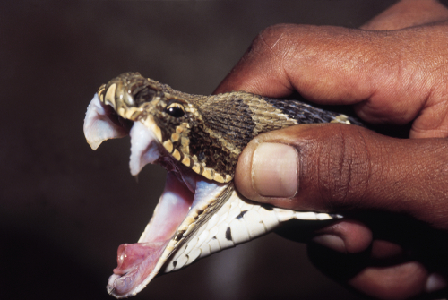 are snakebites rising in south asia — and what’s responsible?