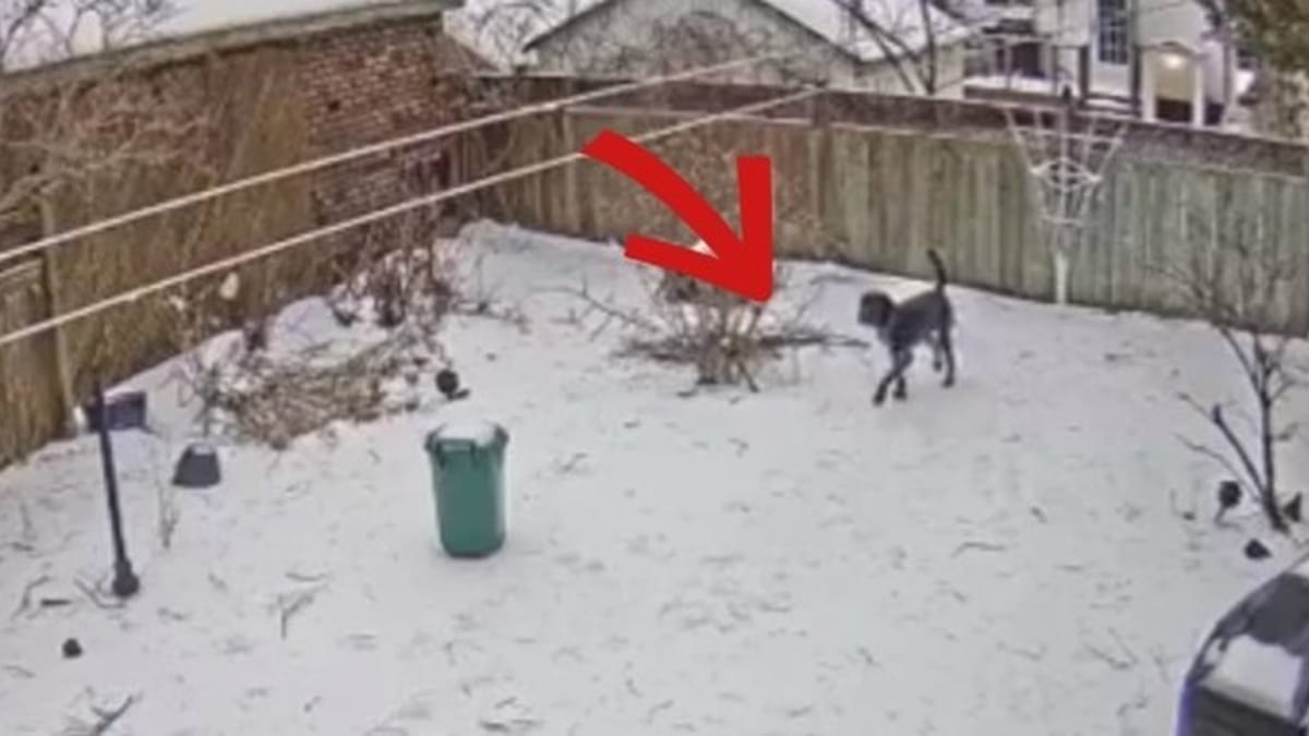 opiekun obserwuje psa bawiącego się w ogrodzie, ale w ciągu kilku sekund wszystko się zmienia