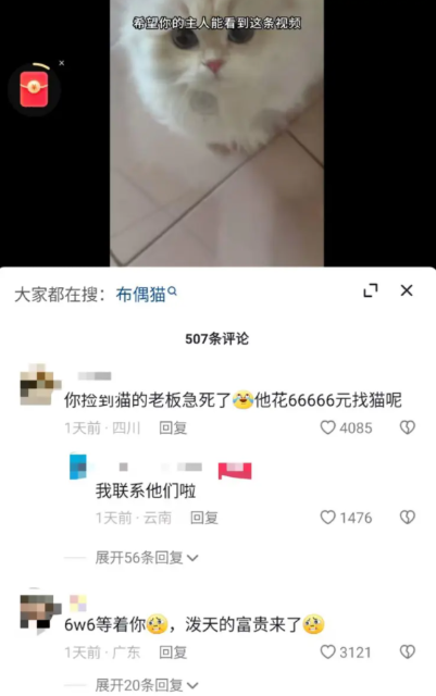 主人悬赏66666元寻猫，一女生捡到，赏金已到账？各方回应