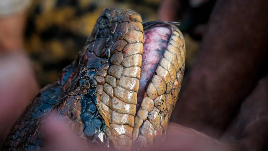 descoberta a maior anaconda do mundo: tem 6,1 metros de comprimento