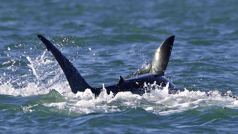 The male orca (in the foreground) was captured on camera hunting a juvenile shark