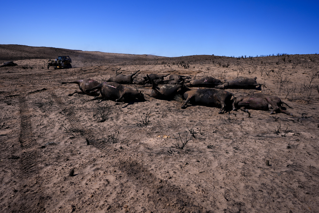texas panhandle ranchers face losses and grim task of removing dead cattle killed by wildfires
