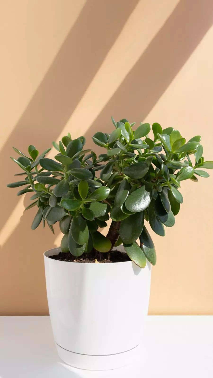 Indoor plants that attract extreme good luck