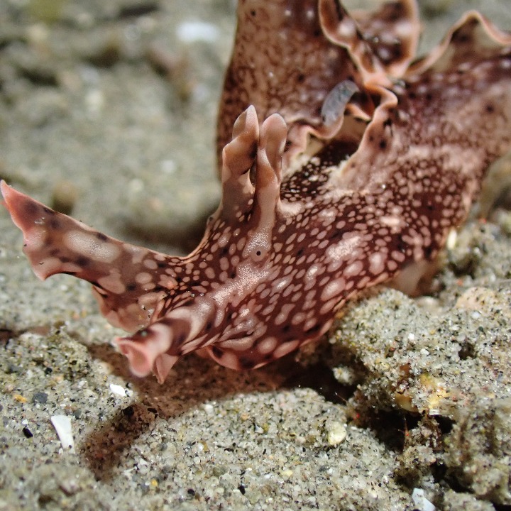 photos: these rare and fascinating sea slugs are found right here in the philippines