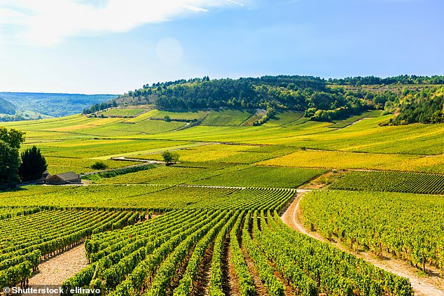 how well do you know your wine? take our corking quiz to discover if you know what's a grape... and what's a wine-growing place, from chablis to champagne