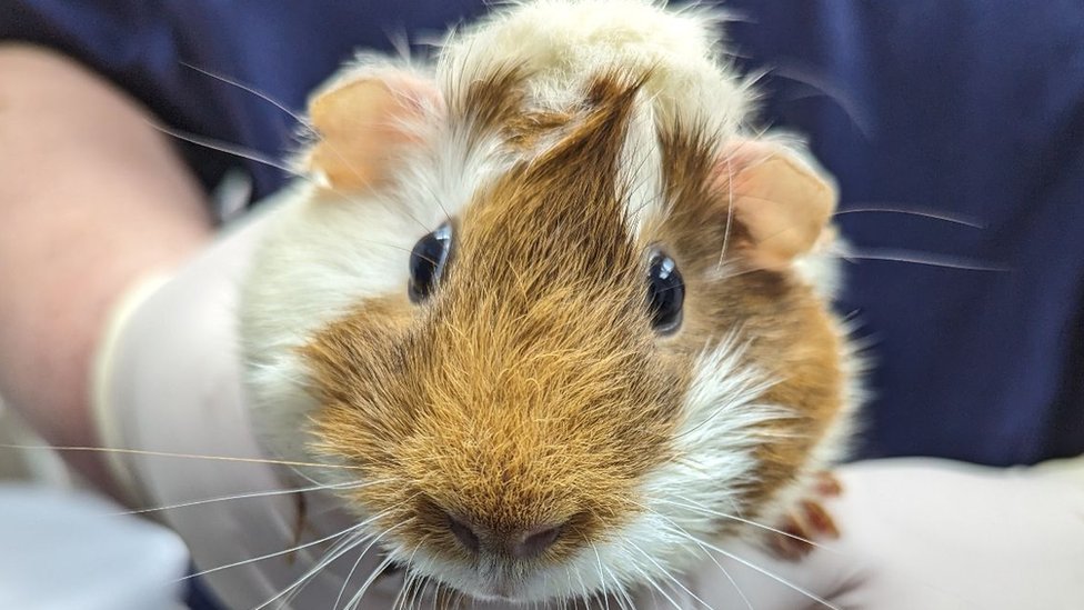 guinea pig abandoned with note at tube station