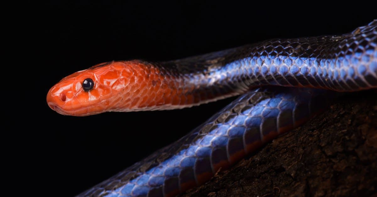 10 Most Beautiful Snakes In The World