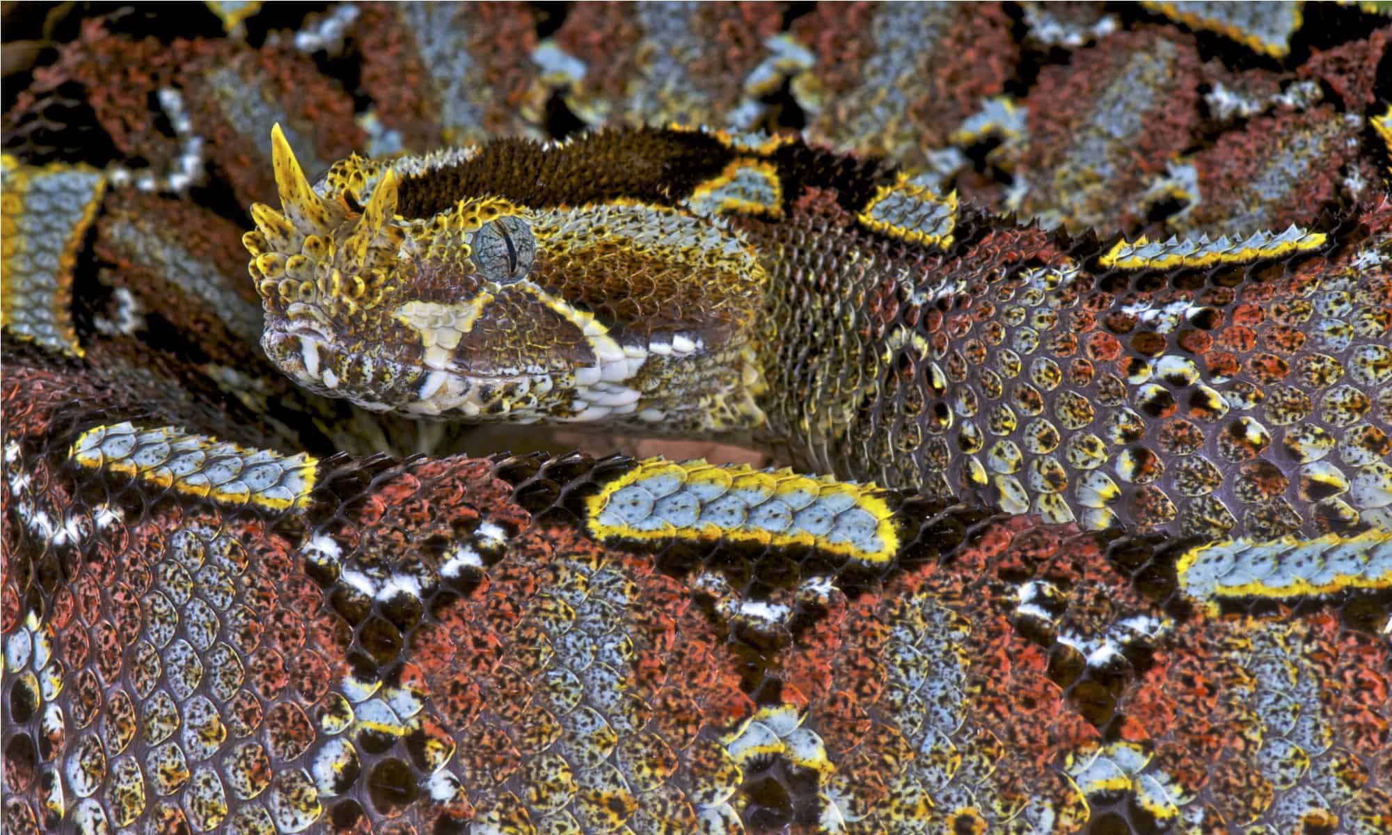 10 Most Beautiful Snakes In The World