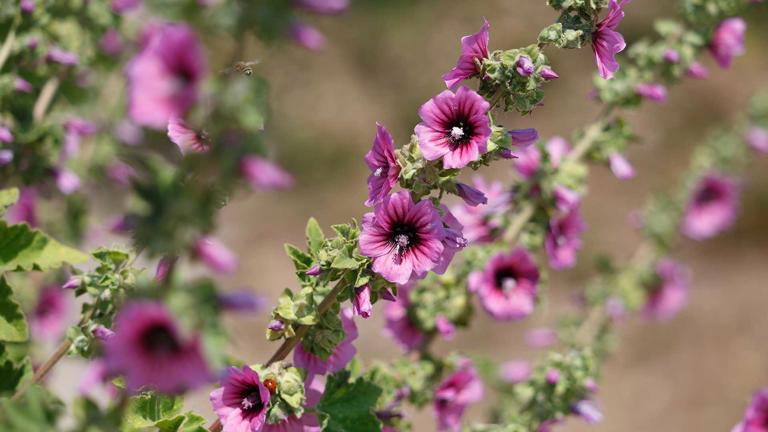 Plants To Prune In March – 7 Garden Perennials You Should Cut Back This 