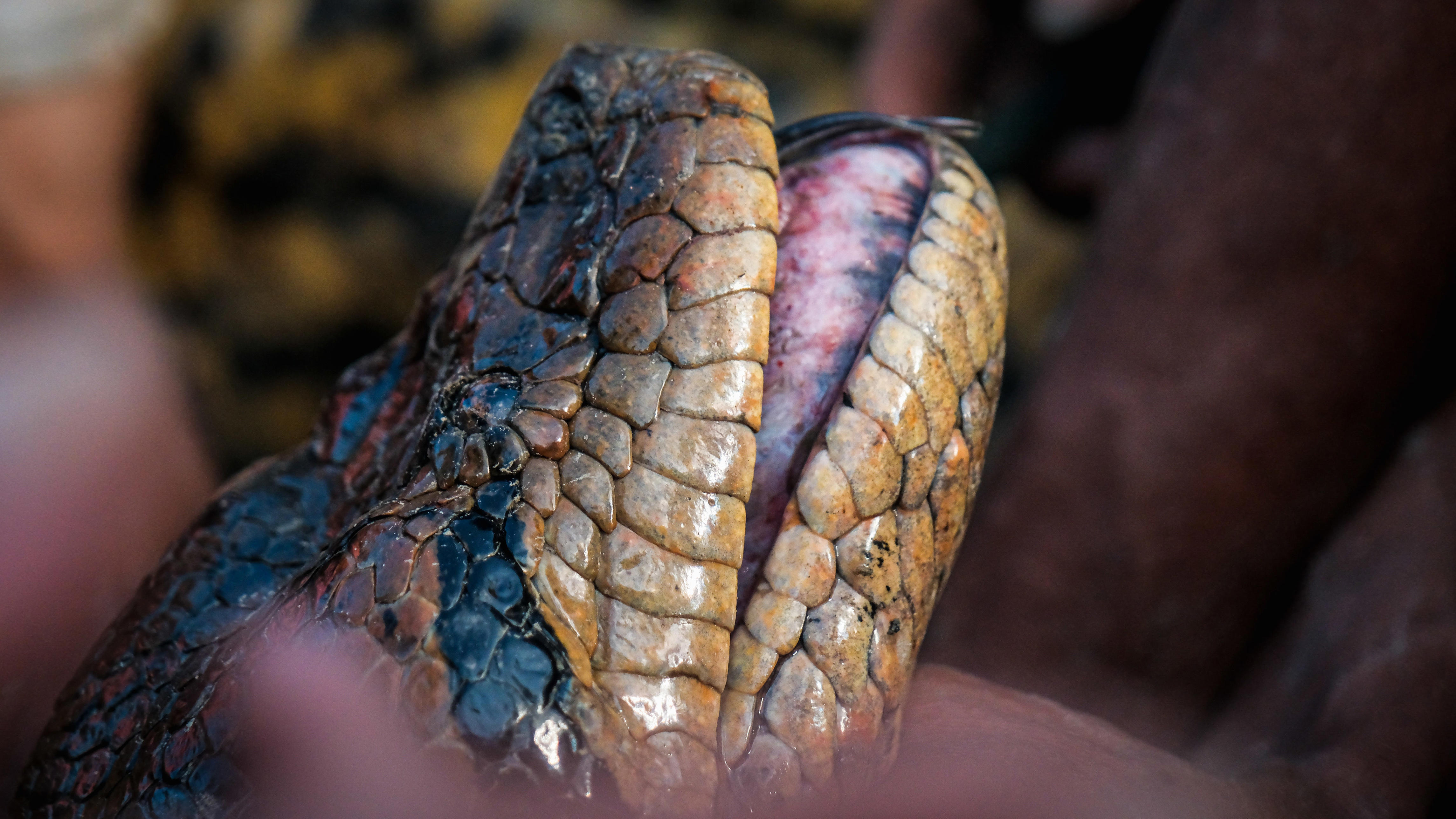 'Magnificent Creatures': New Photos Show Largest Anaconda Ever Recorded