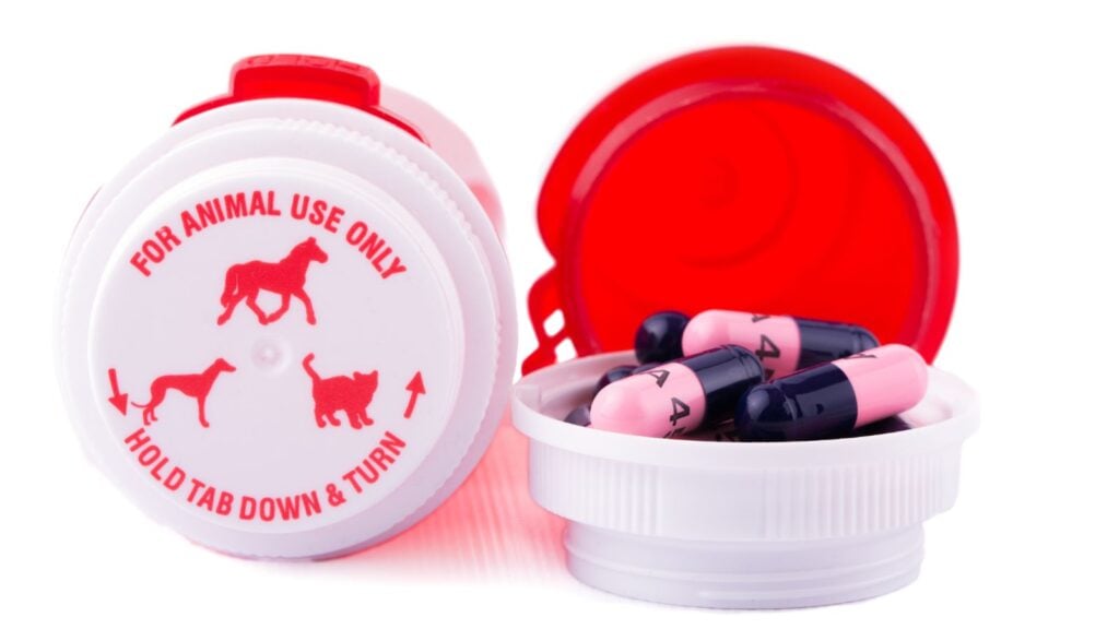 <p>If you’re going on a road trip with your dog, don’t forget to bring their medication. Does your pet have a health condition, such as a digestive issue? Your dog will be safer and more comfortable if you have its medication on hand.</p>