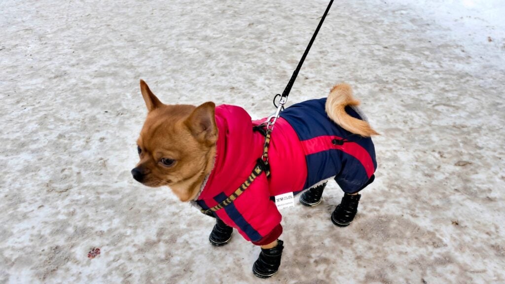 <p>Depending on where you’re headed and the time of year, your dog might be more comfortable with specific doggy gear. Are you road-tripping during the winter to a state where there’s snow? You might want to invest in doggy boots and outerwear to keep your dog comfortable.</p>