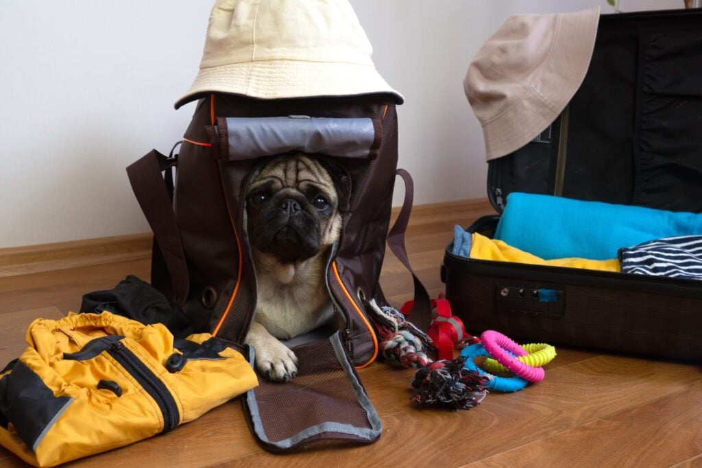 <p>It’s a good idea to assemble a travel kit if you’re on a road trip. Ensure the travel kit has your dog’s health records, such as immunization records. Among other things, pack cleaning products so you can clean up any mess your dog makes.</p>