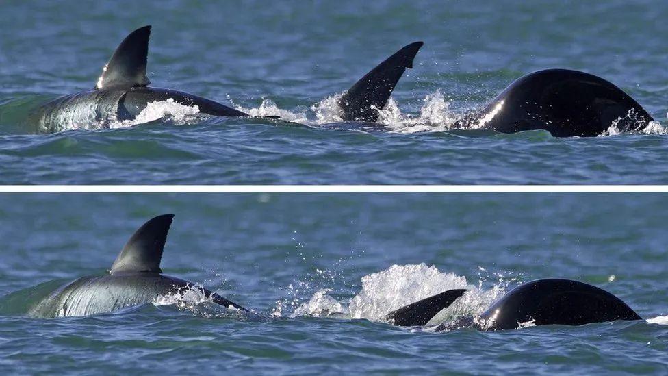 orca devora tubarão-branco em ataque 'surpreendente'