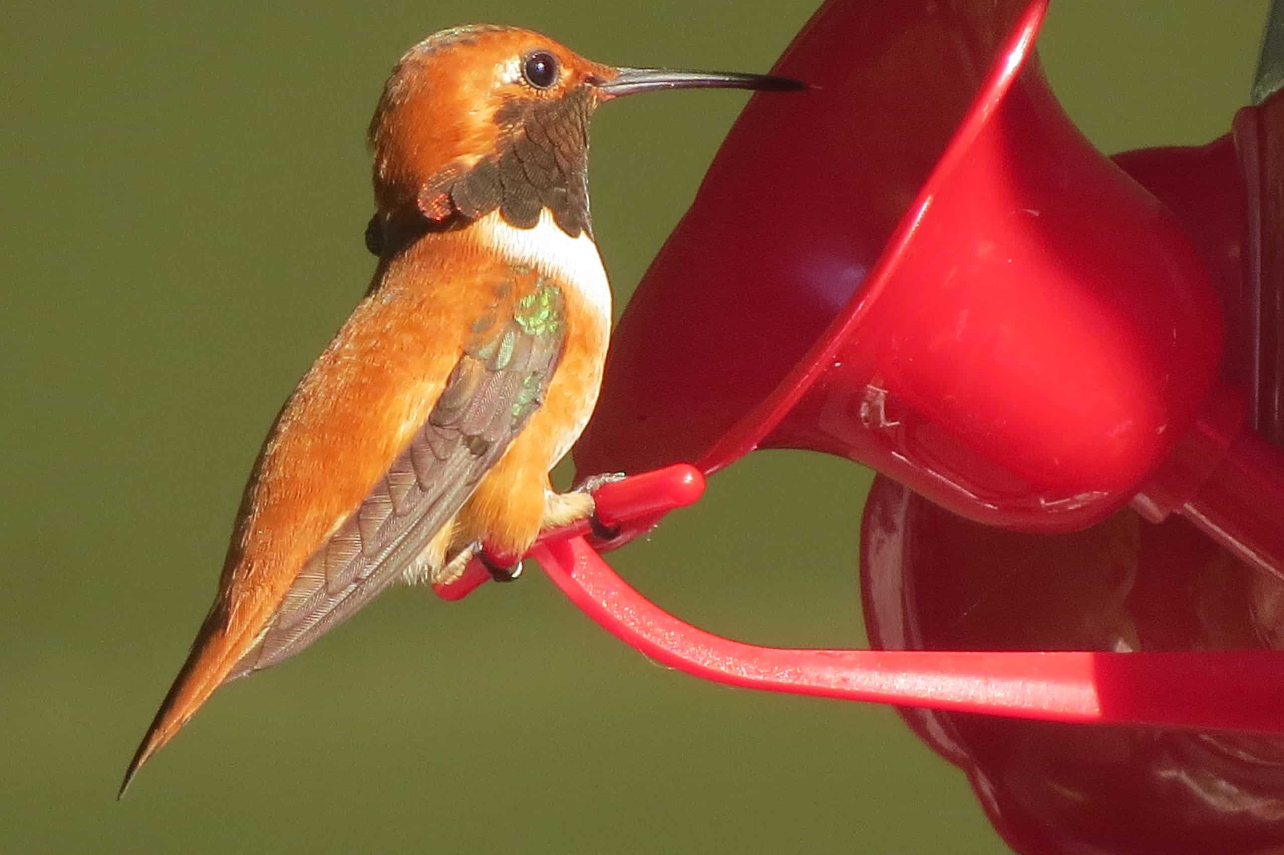 Places You Should Avoid Hanging a Hummingbird Feeder