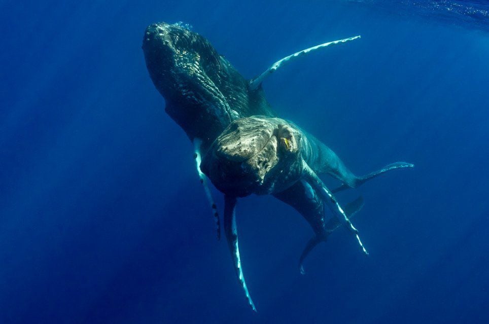 viral: dos ballenas jorobadas macho son captadas apareándose por primera vez en la historia