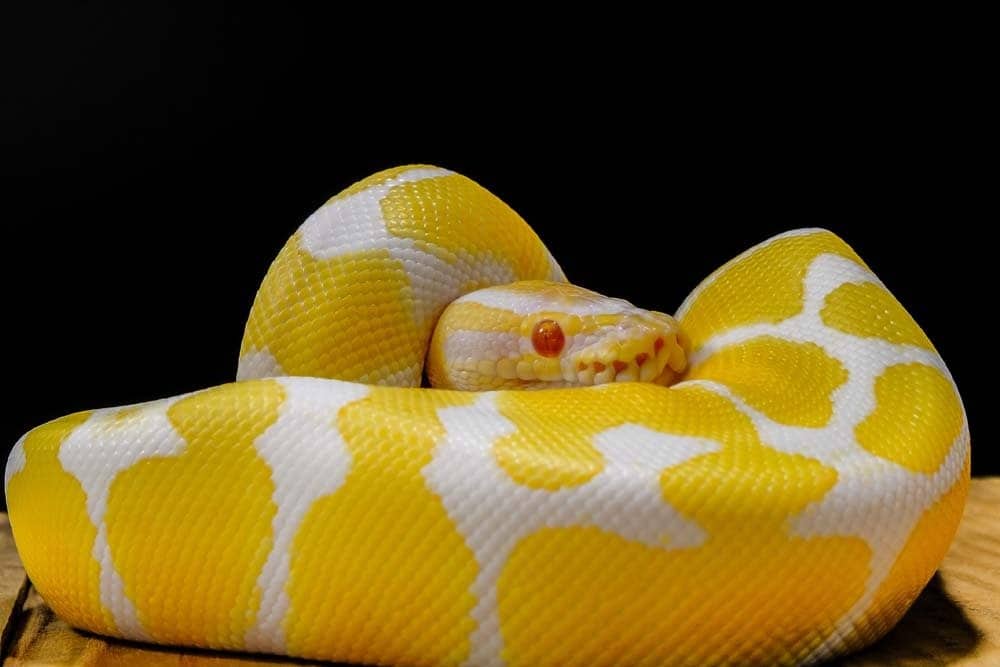 10 Most Beautiful Snakes In The World