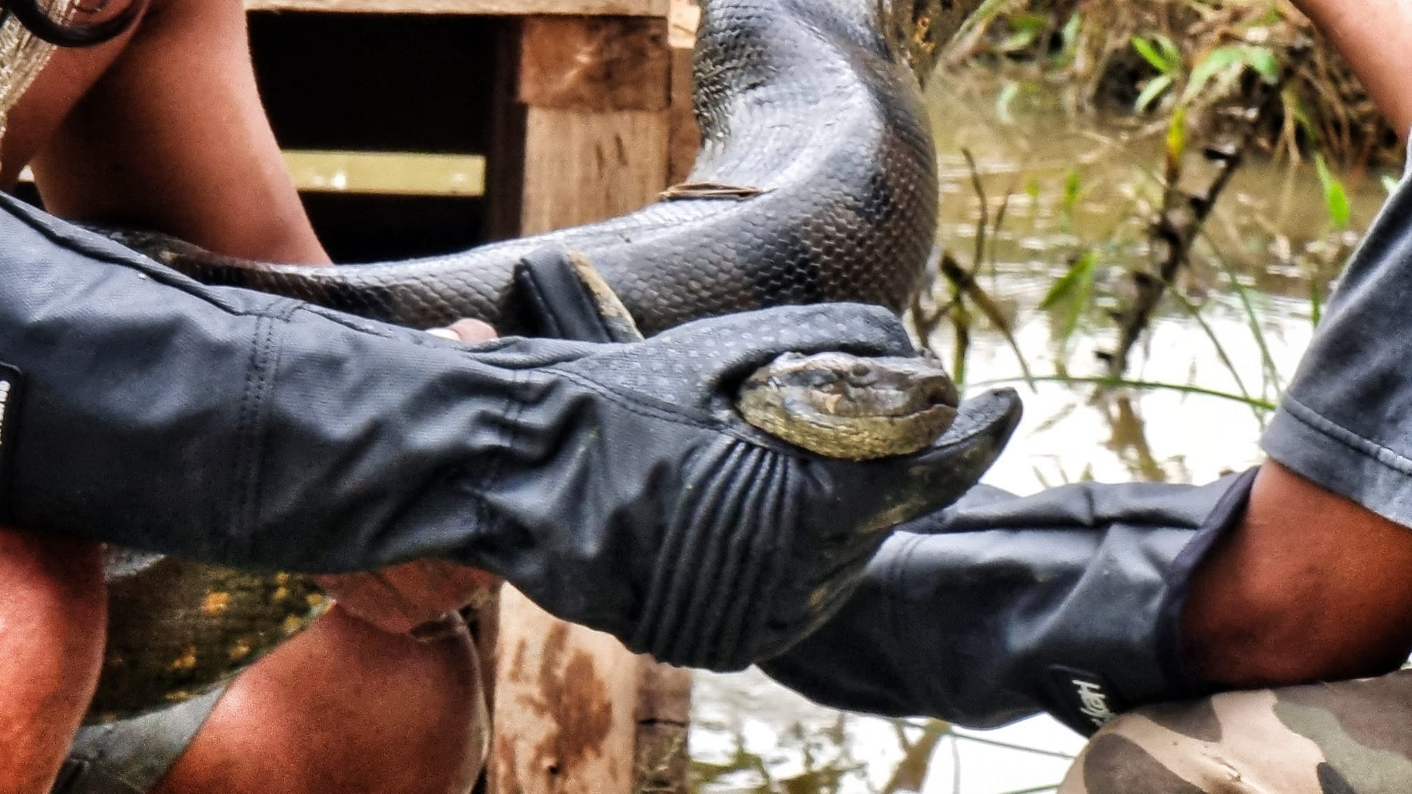 'Magnificent creatures': New photos show largest anaconda ever recorded