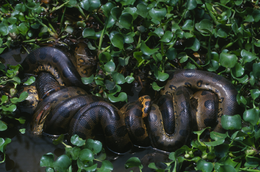 A "breeding ball" made by a northern green anaconda is pictured in the Amazon's Orinoco basin.