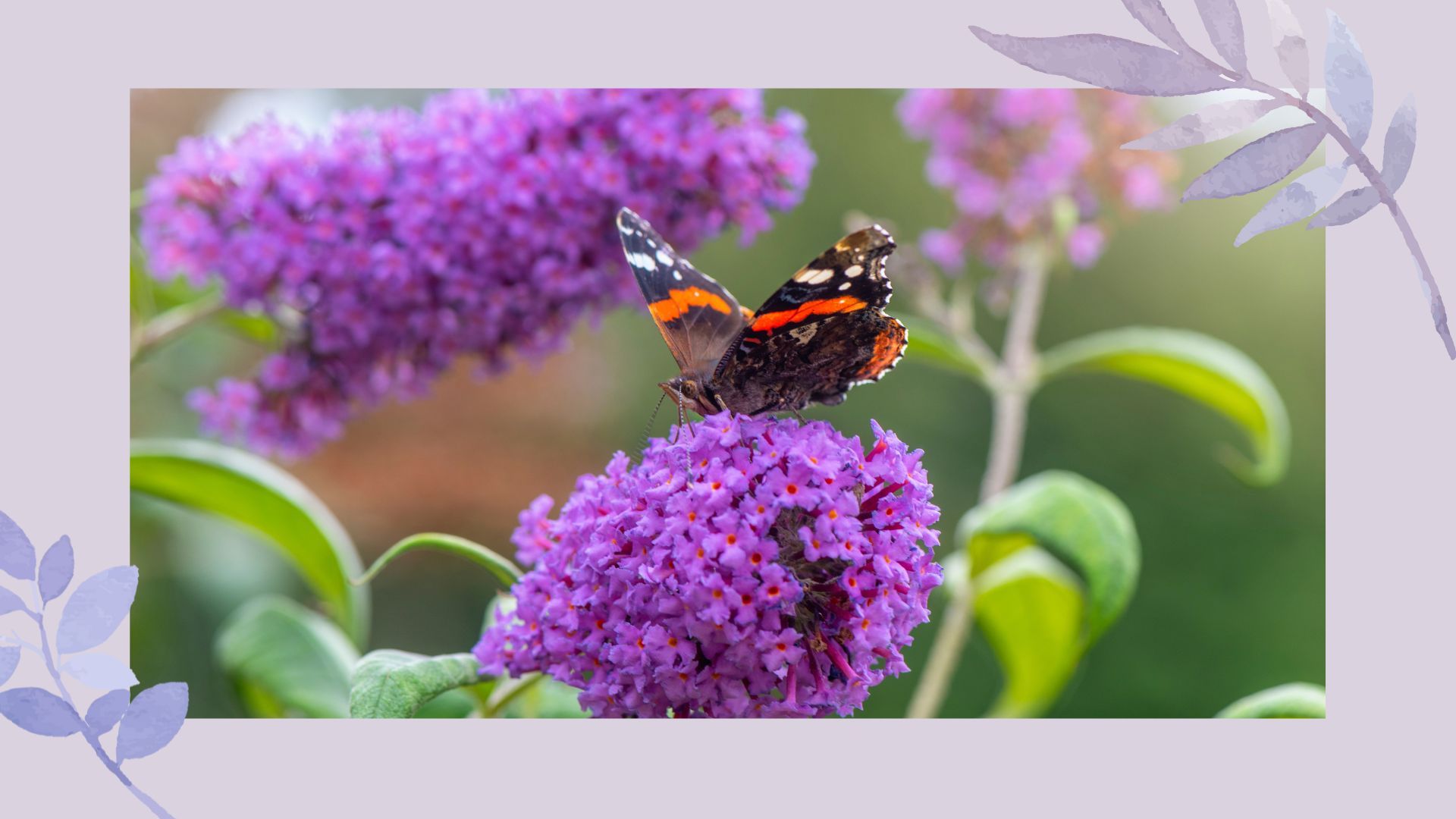 How To Prune Buddleia – An Expert Guide To Cutting Your Butterfly Bush ...