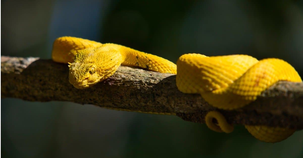 10 Most Beautiful Snakes In The World