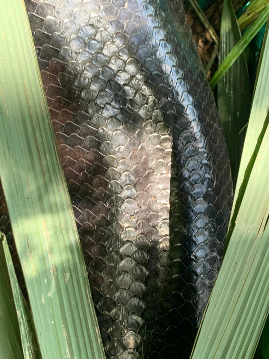 A close-up of the scales on a northern green anaconda.